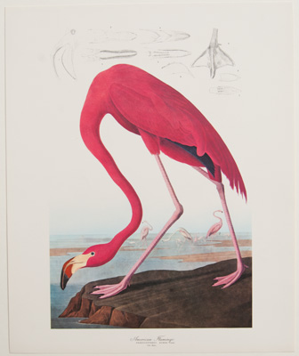 American Flamingo